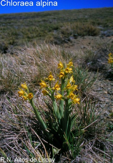 Chloraea alpina POEPP. 1833