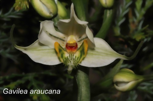 Gavilea araucana (Phil.) M.N.Correa