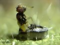 Schlupfwespen (Encarsia formosa) gegen Weie Fliege