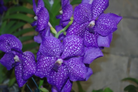 Vanda, die Orchidee des Monats Oktober in der Biospre Potsdam 