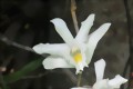 Dendrobium crumenatum Einzelblte