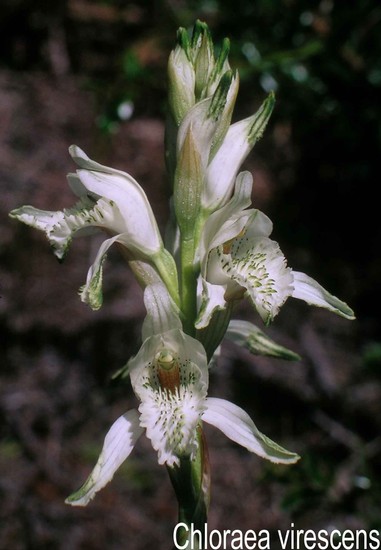 Chloraea virescens (WILLD.) LINDL. 1827