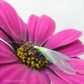 Florfliegen (Chrysoperla carnea) gegen Schdlinge