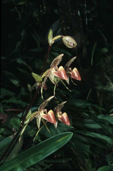 Paphiopedilum rothschildianum